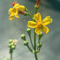Primula chungensis x pulverulenta
